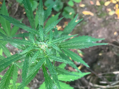 banana purple auto 1 from top