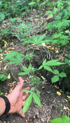 banana purple 1/5 size