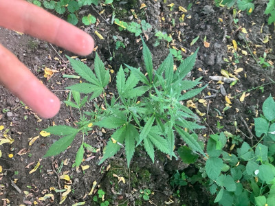 banana purple auto 2/5