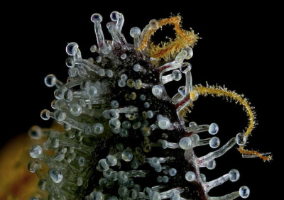 Cannabis-trichomes-2.jpg