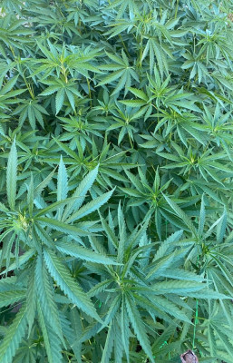 IMG_6523.jpeg