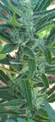 Gorilla Cookies Auto