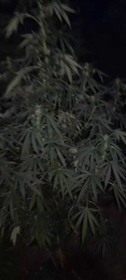 Screenshot_20240908-205015_Gallery.jpg