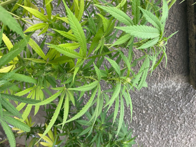 IMG_1723.jpeg