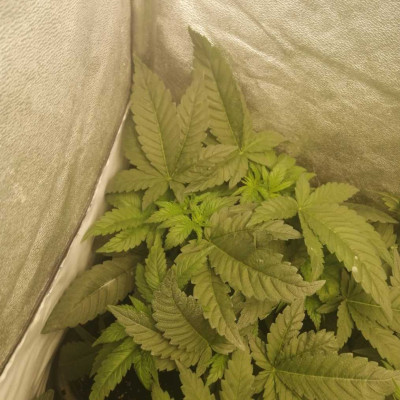 Purple Punch