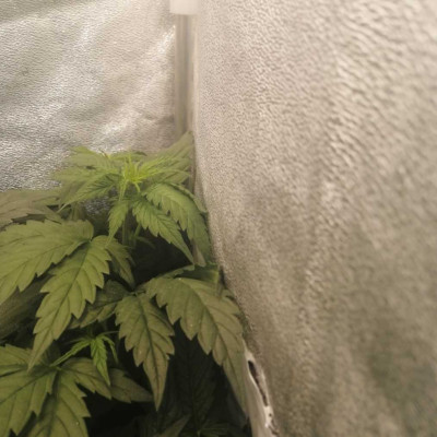 Mimosa Evo