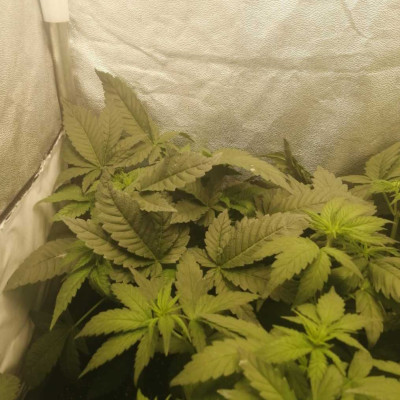 Purple Punch