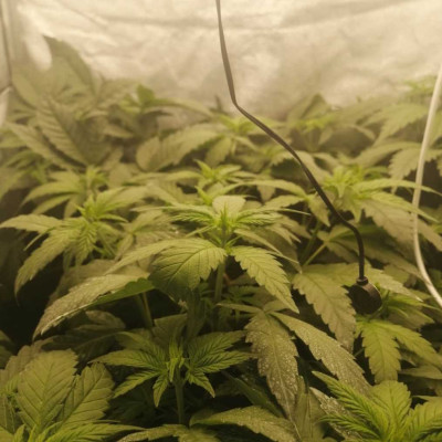 Mimosa Evo