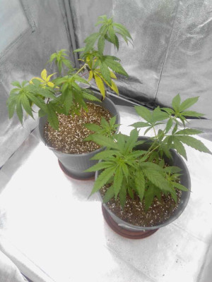 IMG_20241223_191754 - Copy.jpg