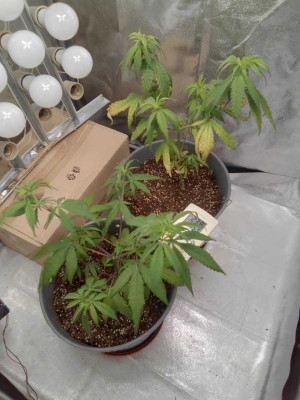 IMG_20241230_182203_HDR - Copy.jpg