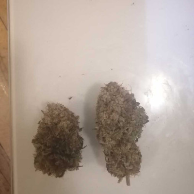 Purple Punch