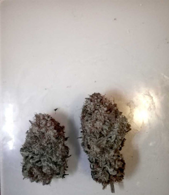 Purple Punch