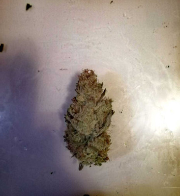 Mimosa Evo