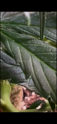 IMG_0599.png