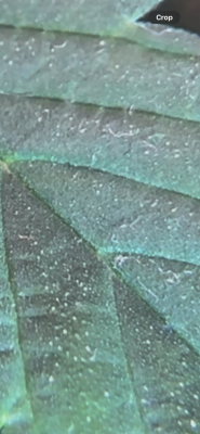 IMG_0640.png