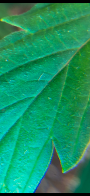 IMG_0645.png