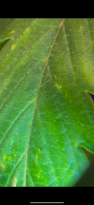 IMG_0647.png