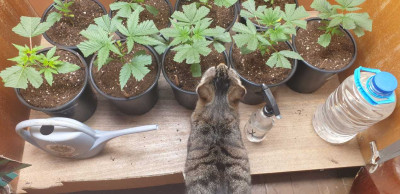 Котката тръгна да пасе