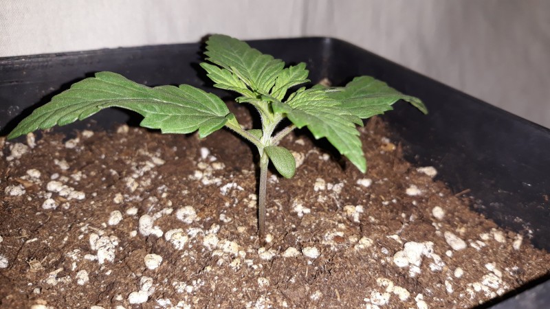 Afgan Kush x Skunk1.jpg