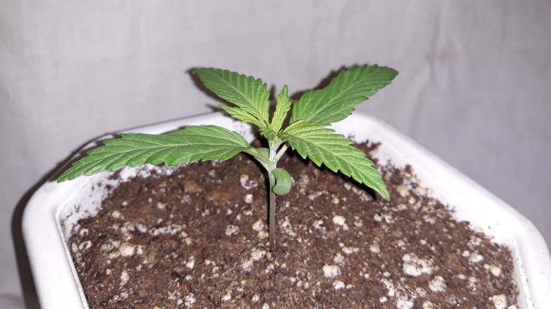 Blue dream1.jpg