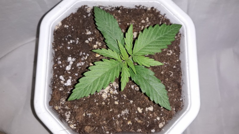 Jack Herer2.jpg