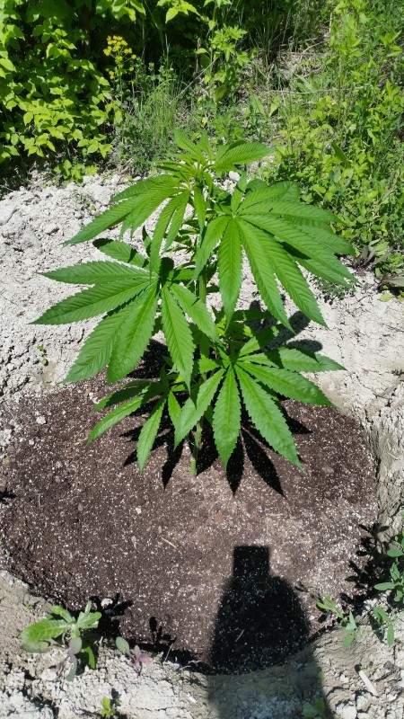 BlueDream след несгодите - ще рипнат сега яко направо ги виждам как ще скъсат ципата(ще им се удвои стеблото до няколко дни)