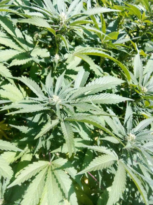 foto_no_exif (193).jpg