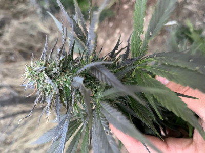 Lemon Skunk DNA