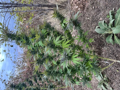 Lemon Skunk DNA