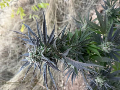 Lemon Skunk DNA
