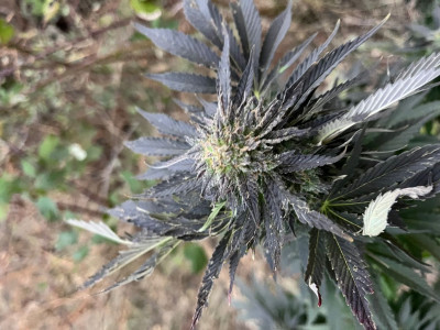Lemon Skunk DNA
