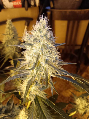 slh-week5-blooming.jpg