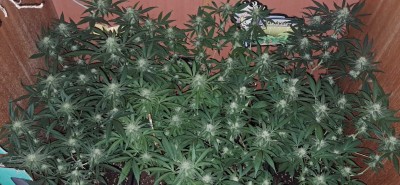 Още няколко дни под старите лампи