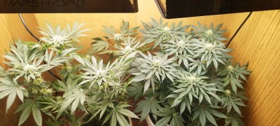 IMG_20260306_072411.jpg