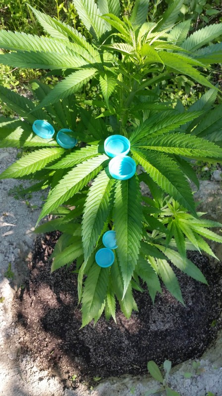BlueDream  - само като я видя и ми минават две ленти спомени много държа да я изкарам е така от носталгия