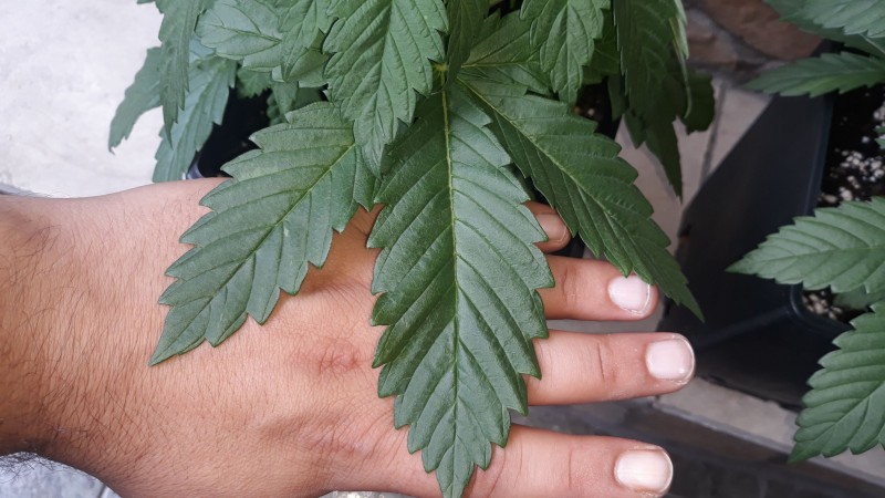 skunk1.jpg