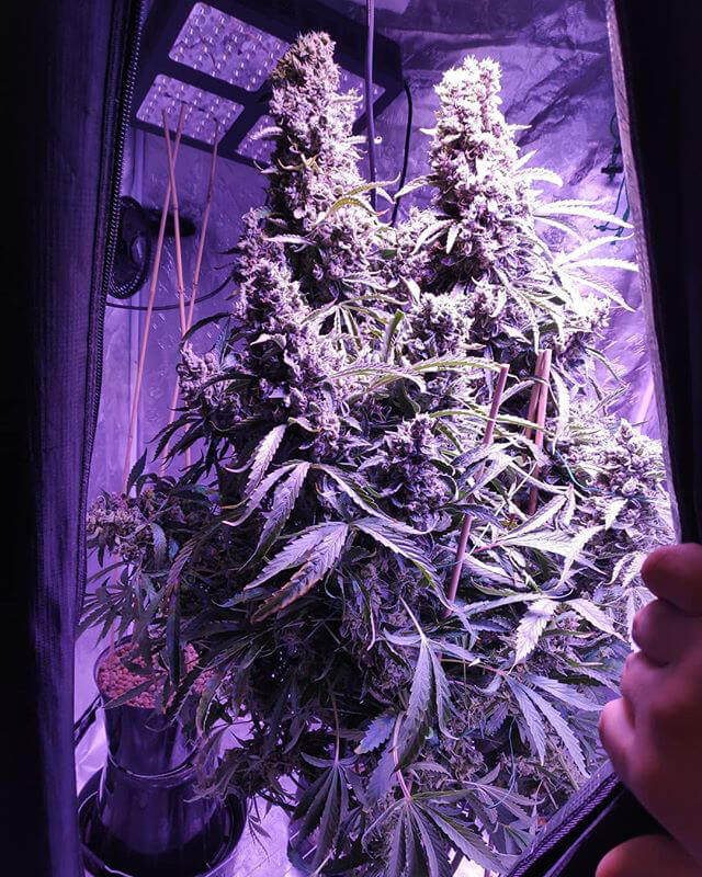 2-ро място My old auto ultimate by Coventry Grower<br /><br />70 гласа<br /><br /><br />Награда: <br />200 евро във ваучер<br />Книгите на Jorge Cervantes<br />50 безплатни семена и други спонсорски стоки