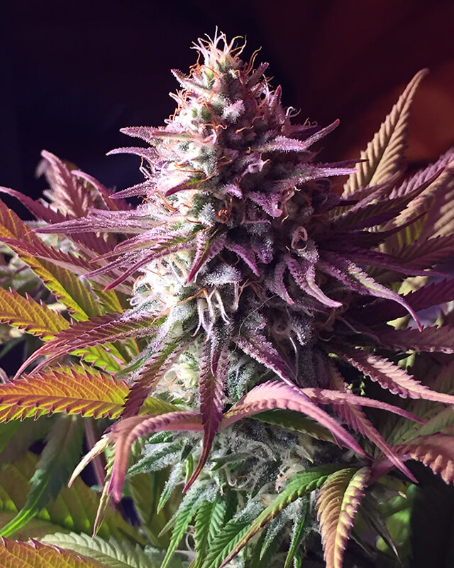 2-ро място Banana x Gorilla by Aftermath<br /><br />130 гласа<br /><br />Награда: <br />200 евро във ваучер<br />Книгите на Jorge Cervantes<br />50 безплатни семена и други спонсорски стоки
