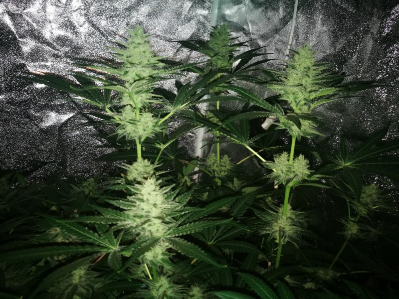 Zkittlez