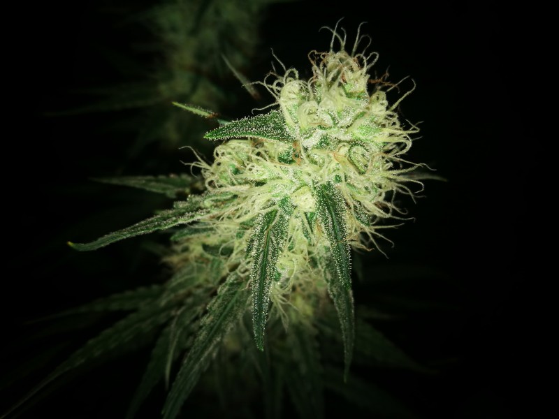 Zkittlez