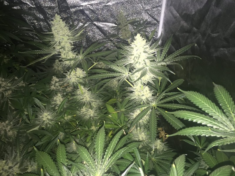 Zkittlez