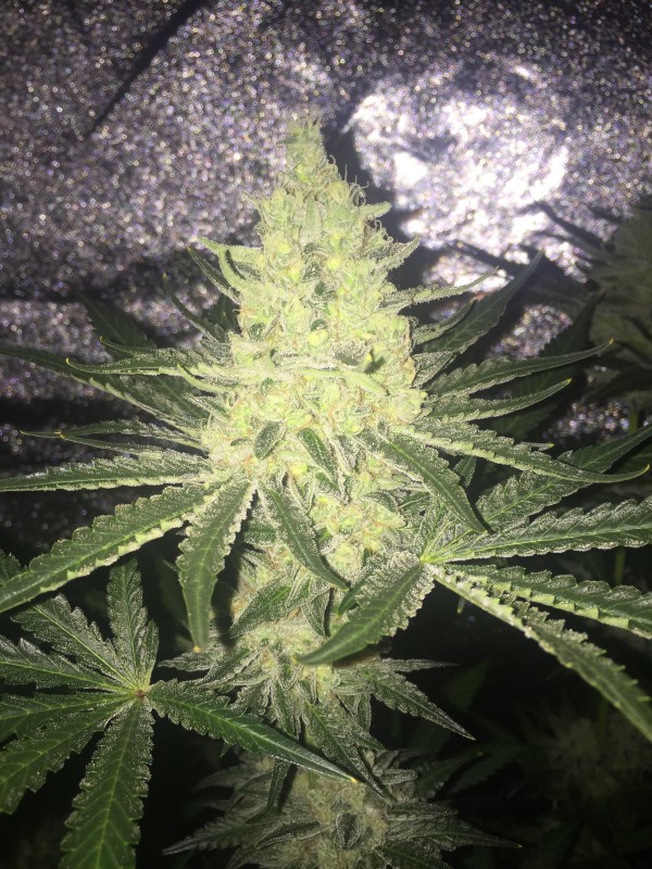 Zkittlez