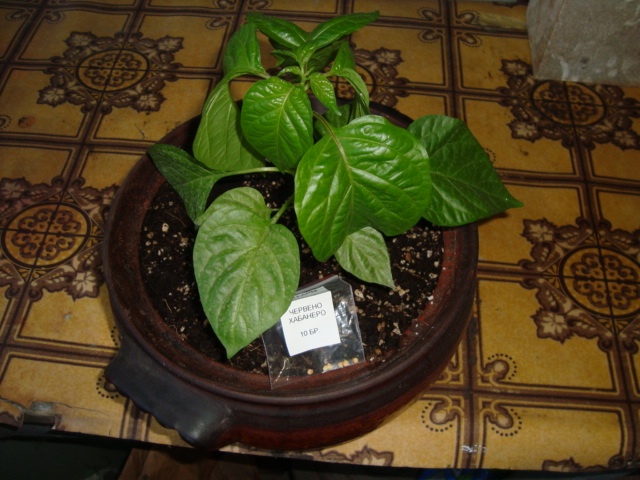 DSC04891.JPG