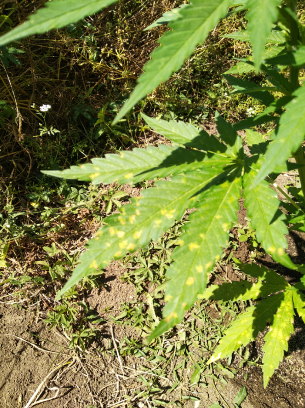 2 – Копие.png