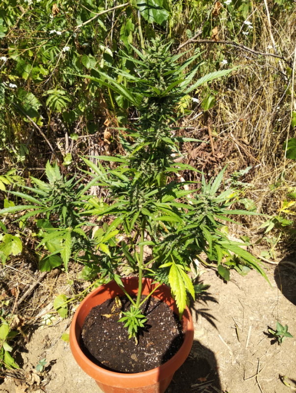 3 – Копие.png