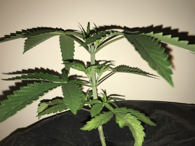 Green Crack day1 26.03.JPG
