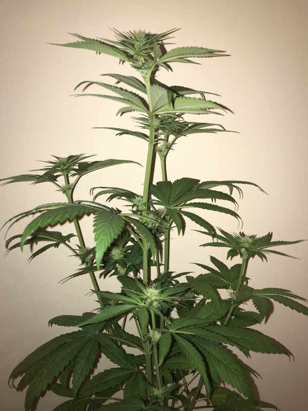 Green Crack day20.JPG