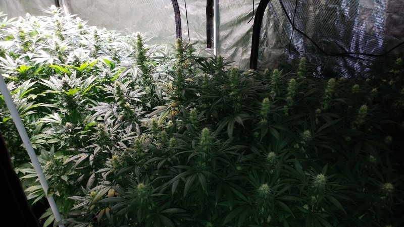bb17.jpg