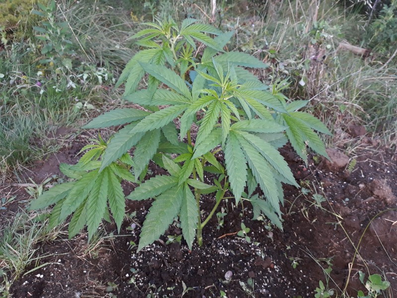 Sapphire Og1.jpg
