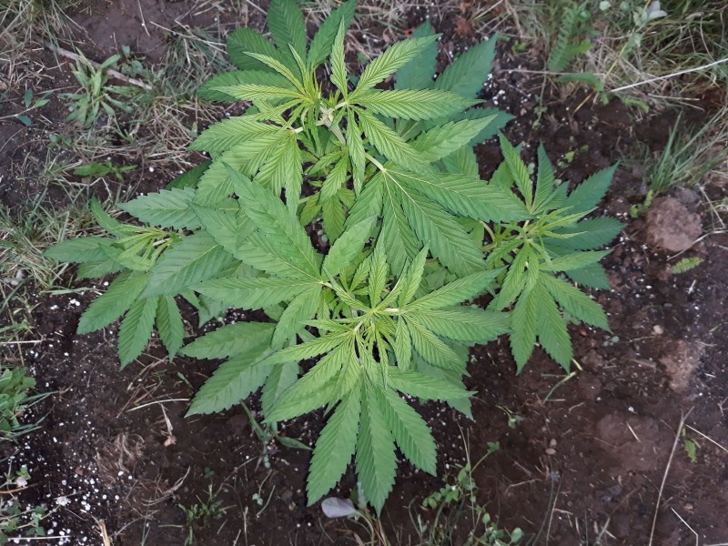 Sapphire Og2.jpg